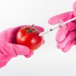 GMO Crops and Food Security