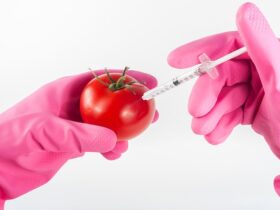 GMO Crops and Food Security