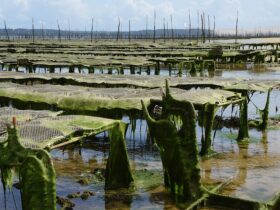 Gene Editing in Aquaculture