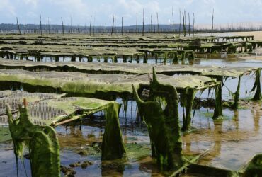 Gene Editing in Aquaculture