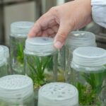 Application of Biotechnology against Plant Diseases