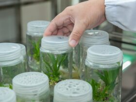 Application of Biotechnology against Plant Diseases