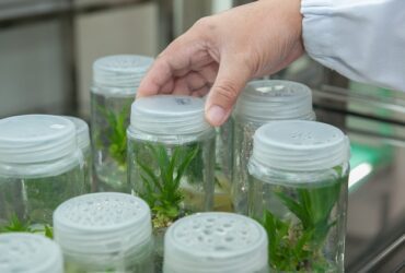 Application of Biotechnology against Plant Diseases