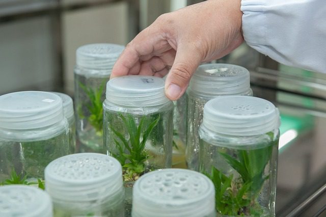 Application of Biotechnology against Plant Diseases